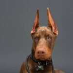 doberman puppy