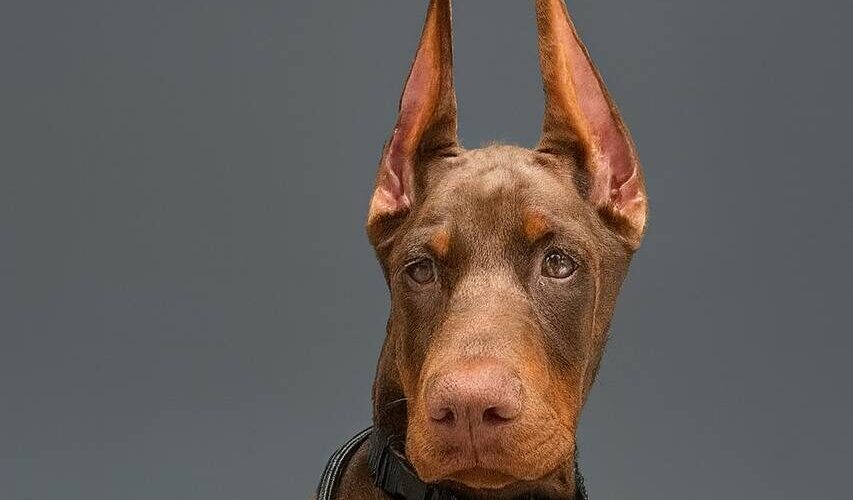 doberman puppy