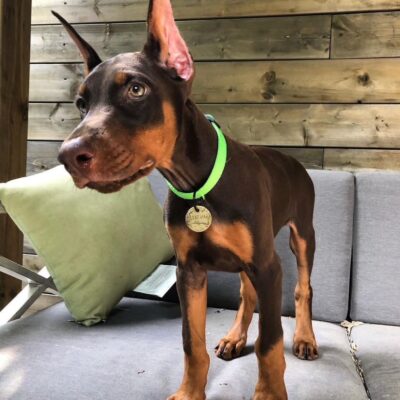 Doberman puppies near me