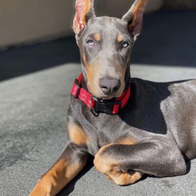 purebred Doberman puppies for sale