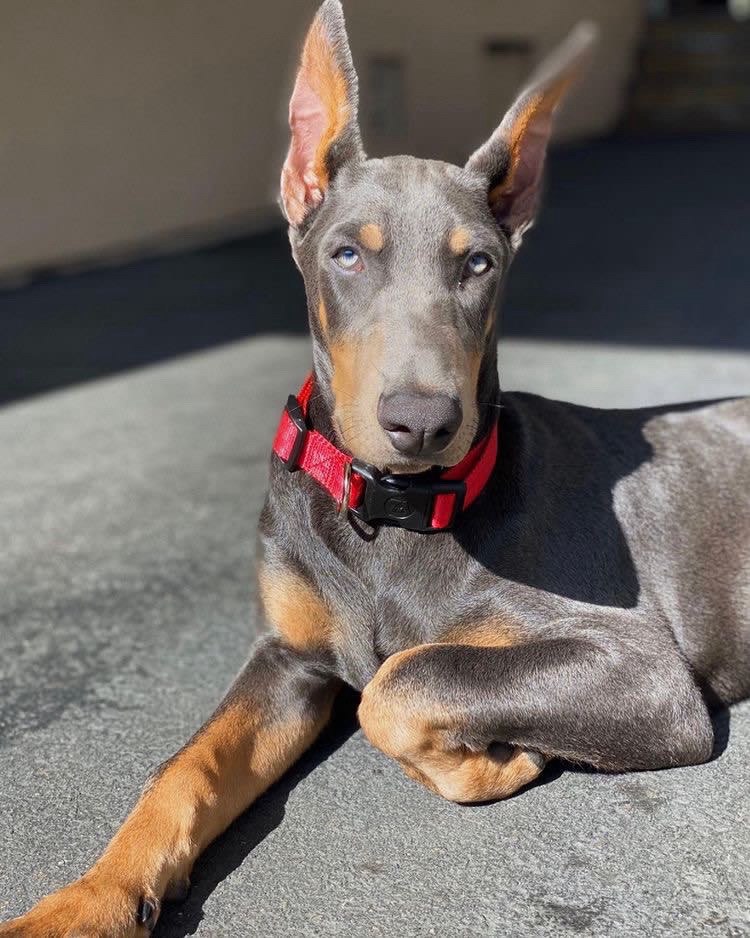 purebred Doberman puppies for sale