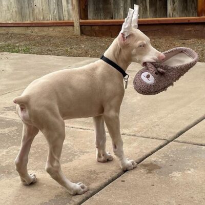 Affordable Doberman puppies for sale