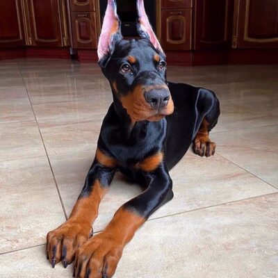 AKC Doberman puppies for sale