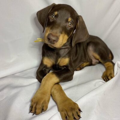 Doberman puppies for sale Texas