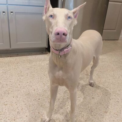 Doberman puppies for adoption