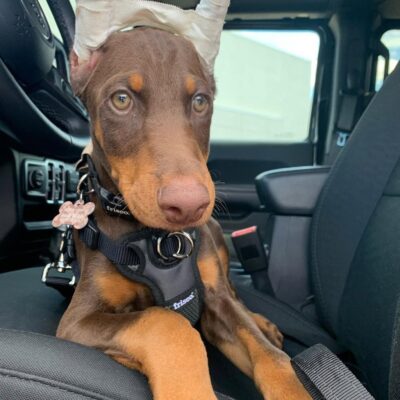 cheap Doberman puppies for sale